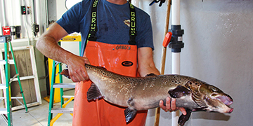 Sustainable Land-Based Atlantic Salmon Production